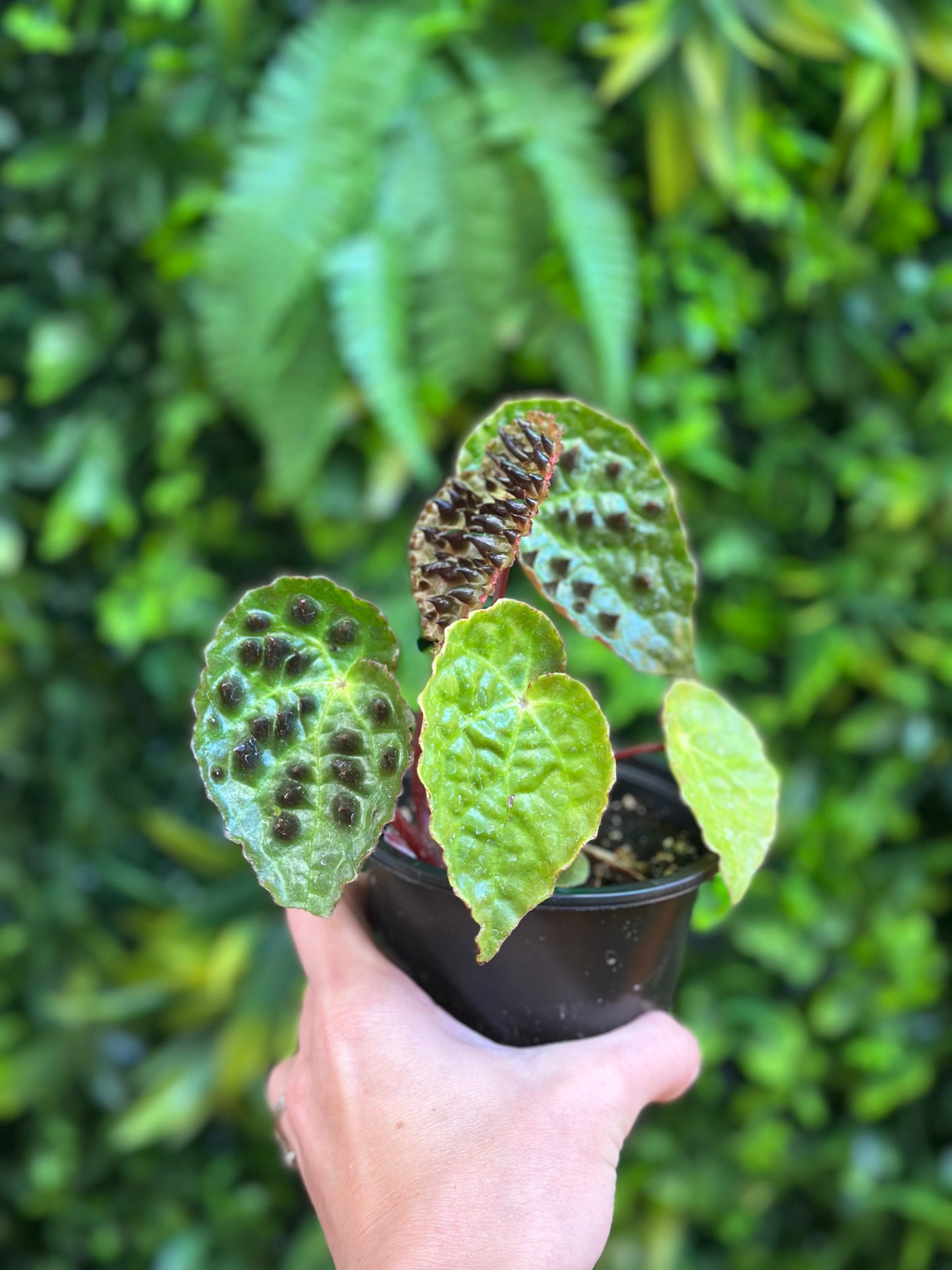 Begonia Ferox 'Spikey Begonia'