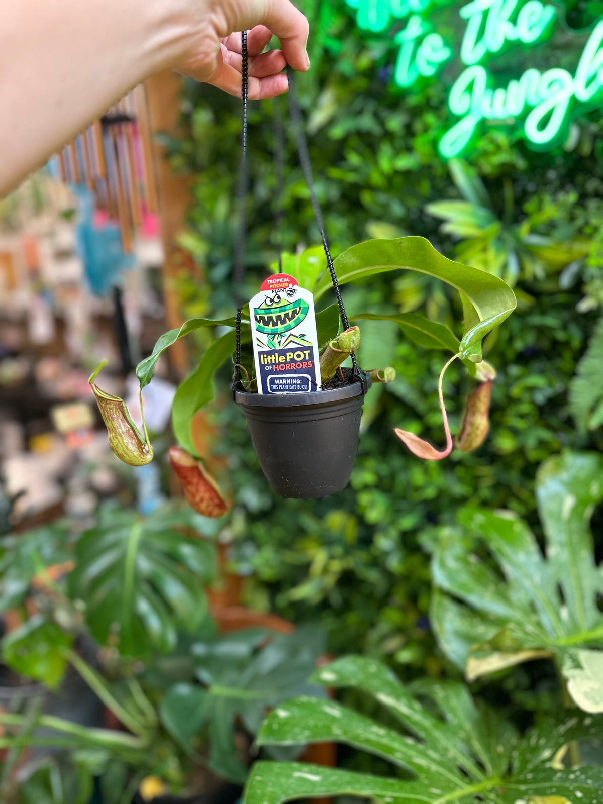 4” Carnivorous Pitcher Plant - Hanging Assorted