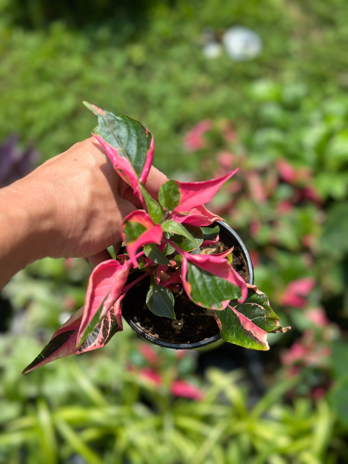 Alternanthera ficoidea 'Party Time' GARAGE SALE ONLY