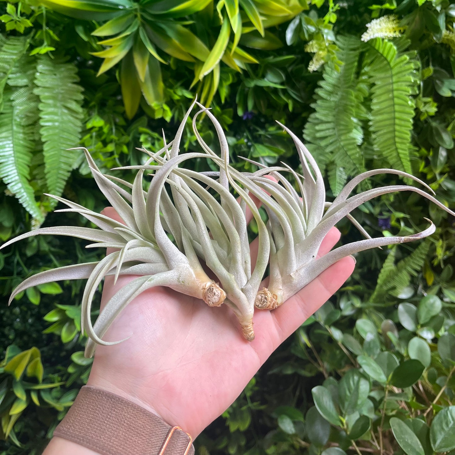 Large Tillandsia Harrisii Air Plants