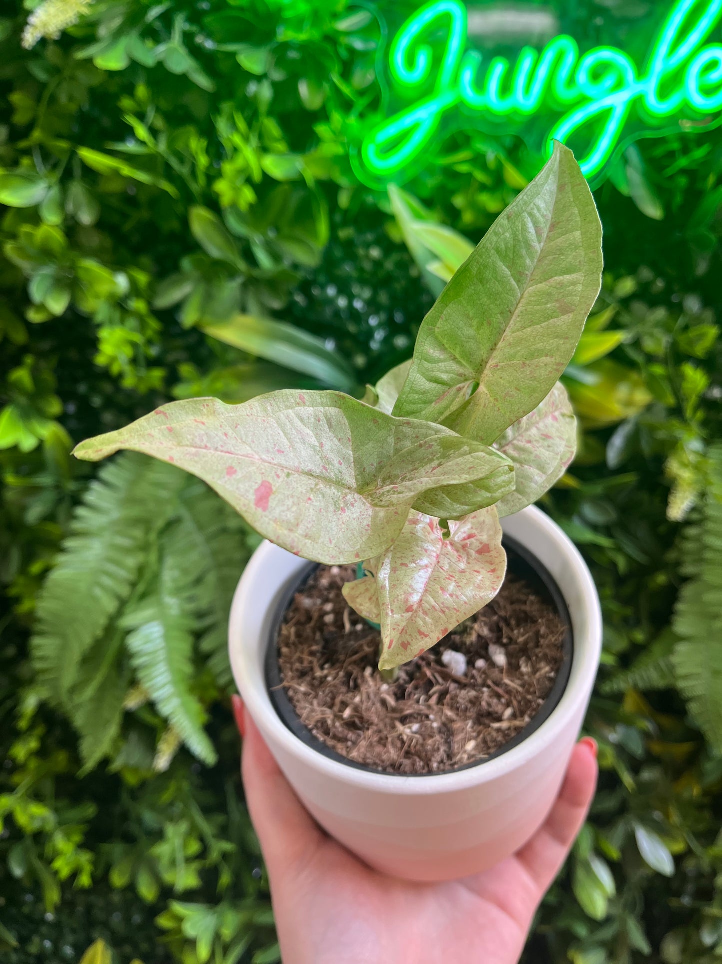 Syngonium ‘Confetti'