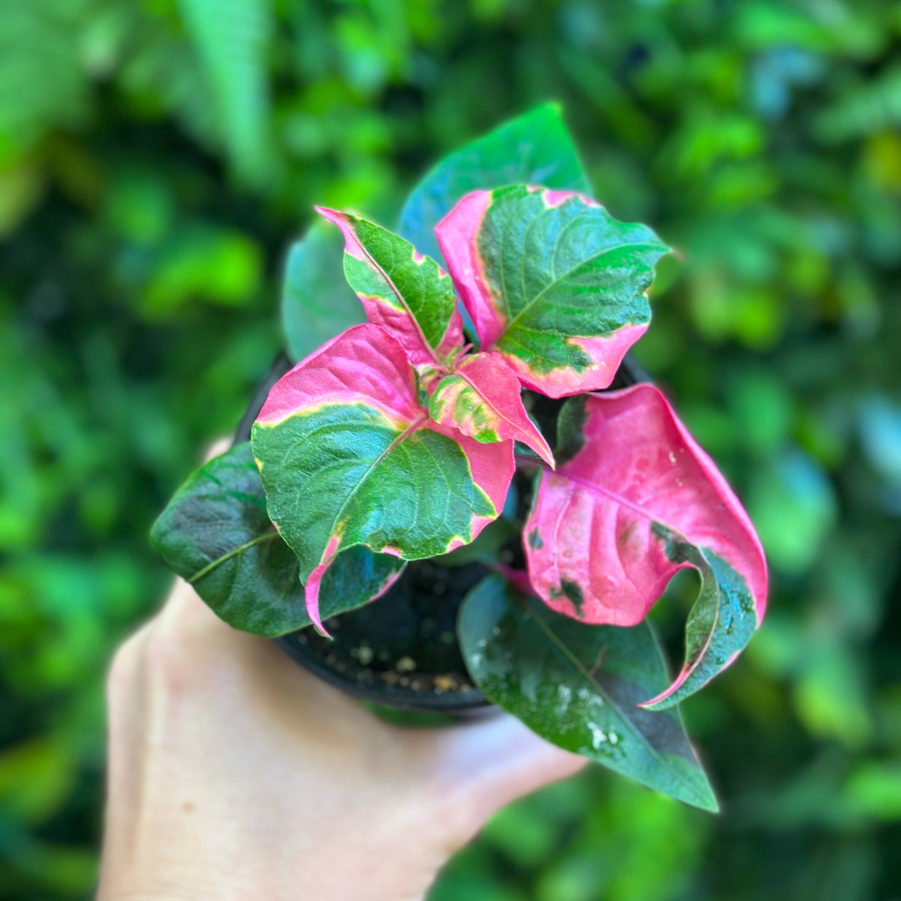 Alternanthera Ficoidea 'Party Time – Jungle Jane's Plant Shop