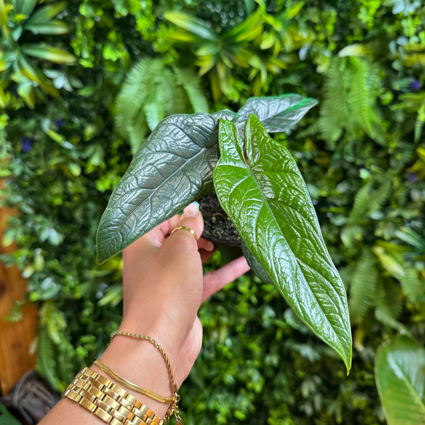 Alocasia Scalprum