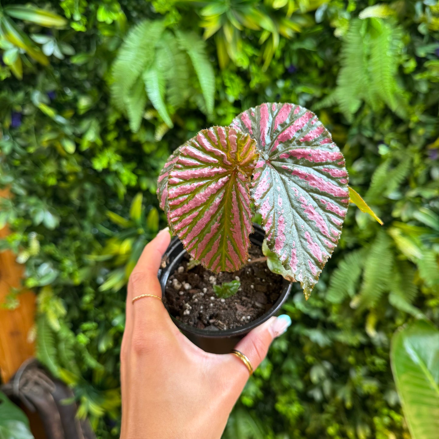 Begonia Exotica