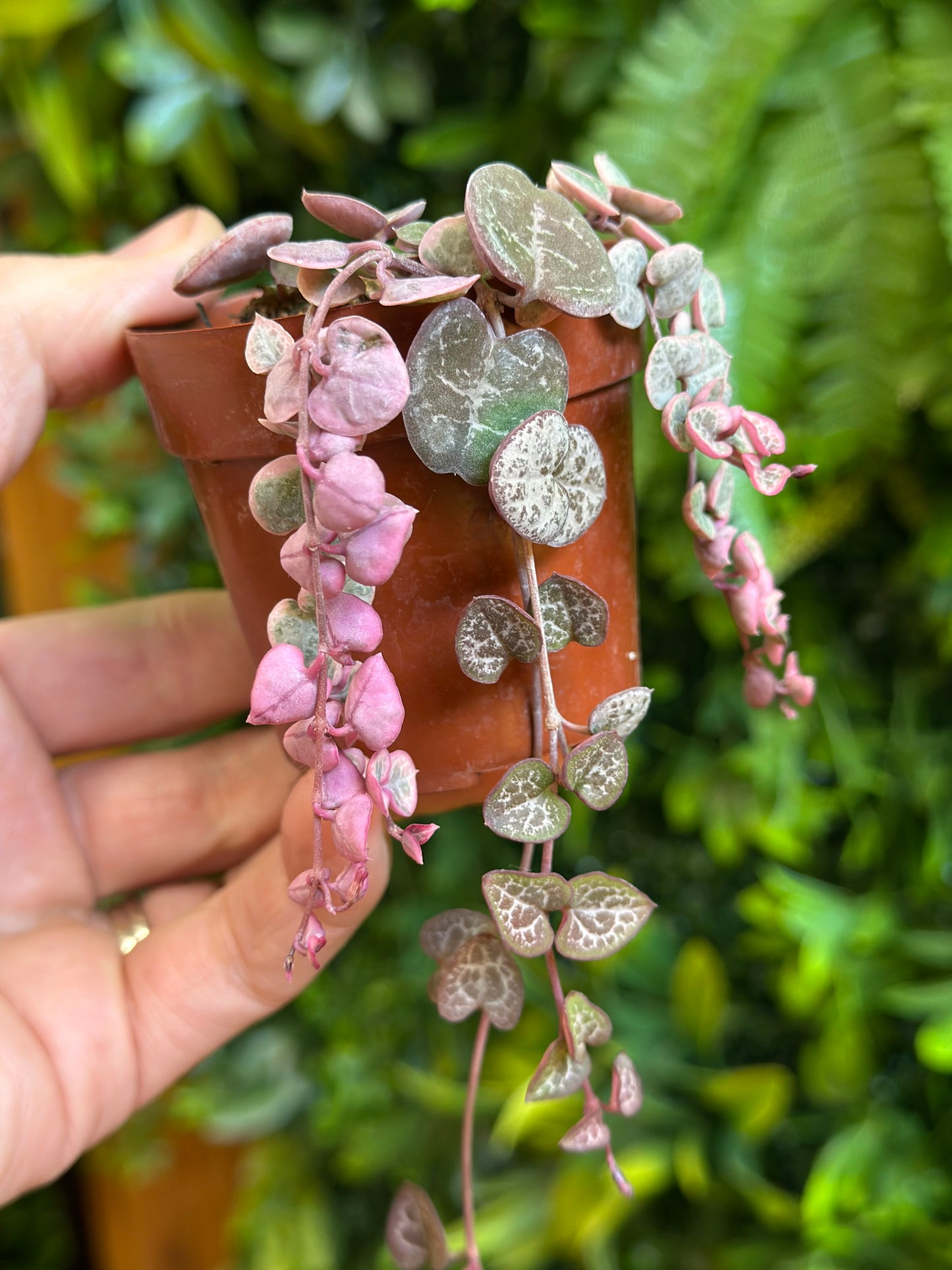 2.5" Variegated String of Hearts (Ceropegia woodii variegata)