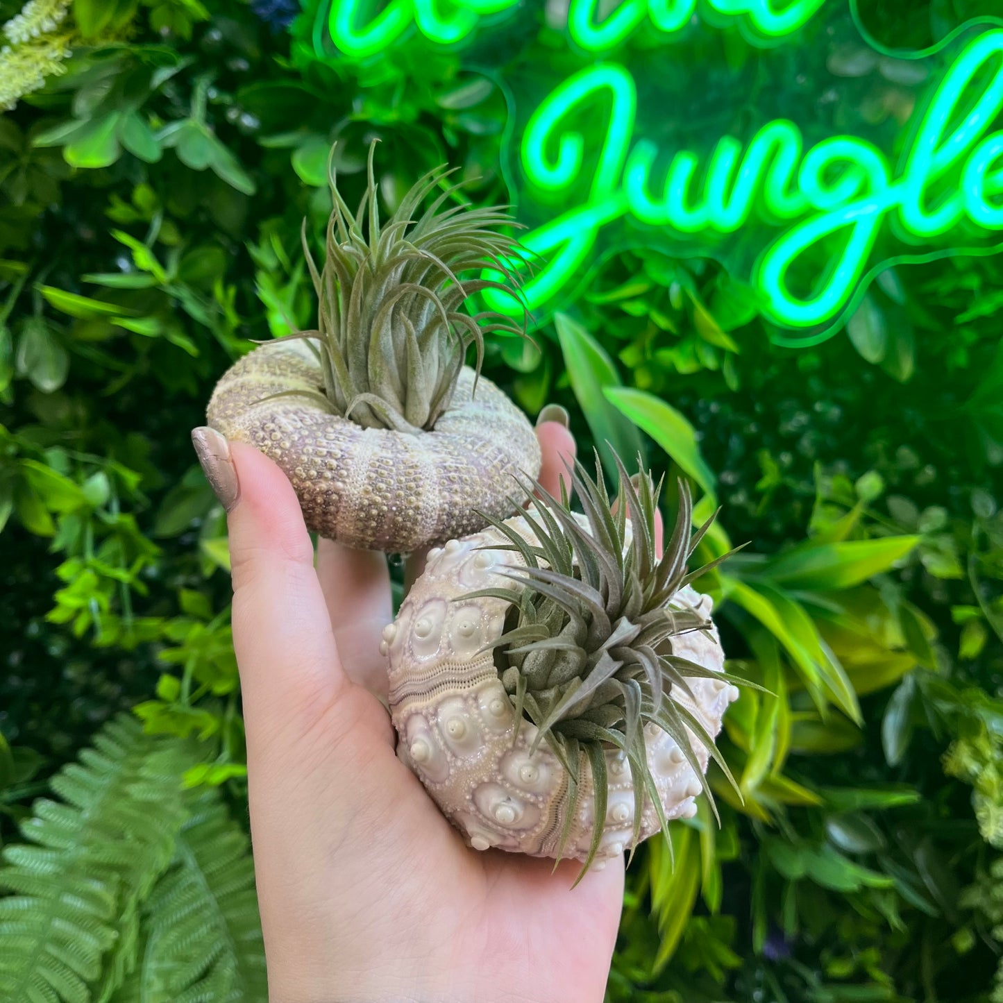 Ionantha (Air Plant) in Urchin Shell