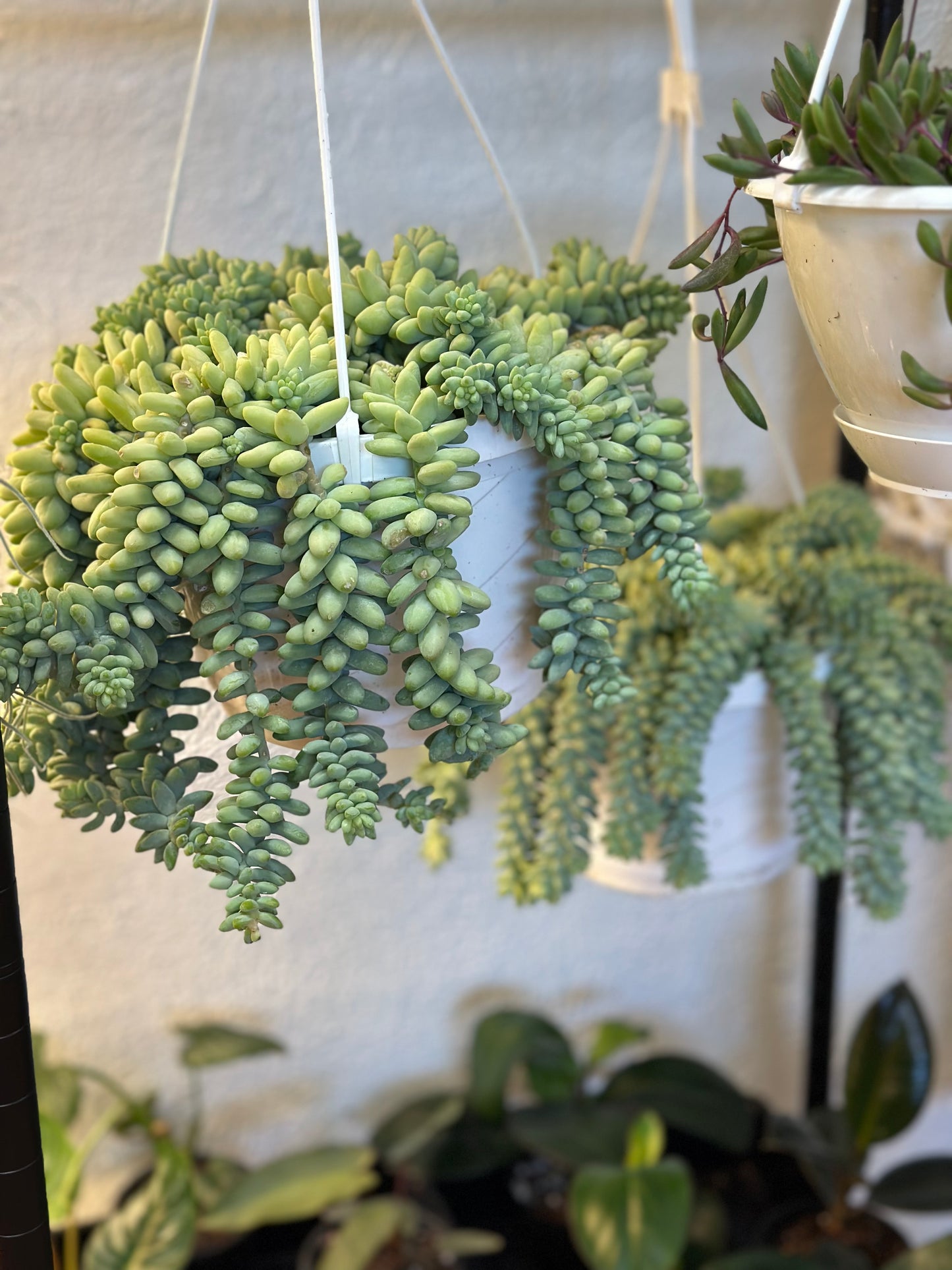 8" Burro's Tail Hanging Basket (Sedum morganianum)