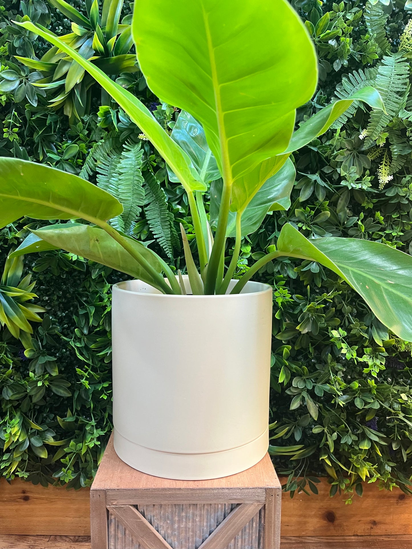 Romey Pot with Saucer - Tan