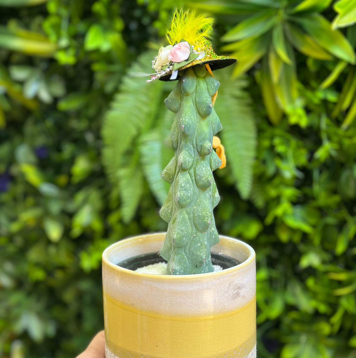 4" Boobie Cactus (Myrtillocactus geometrizans 'Fukurokuryuzinboku')