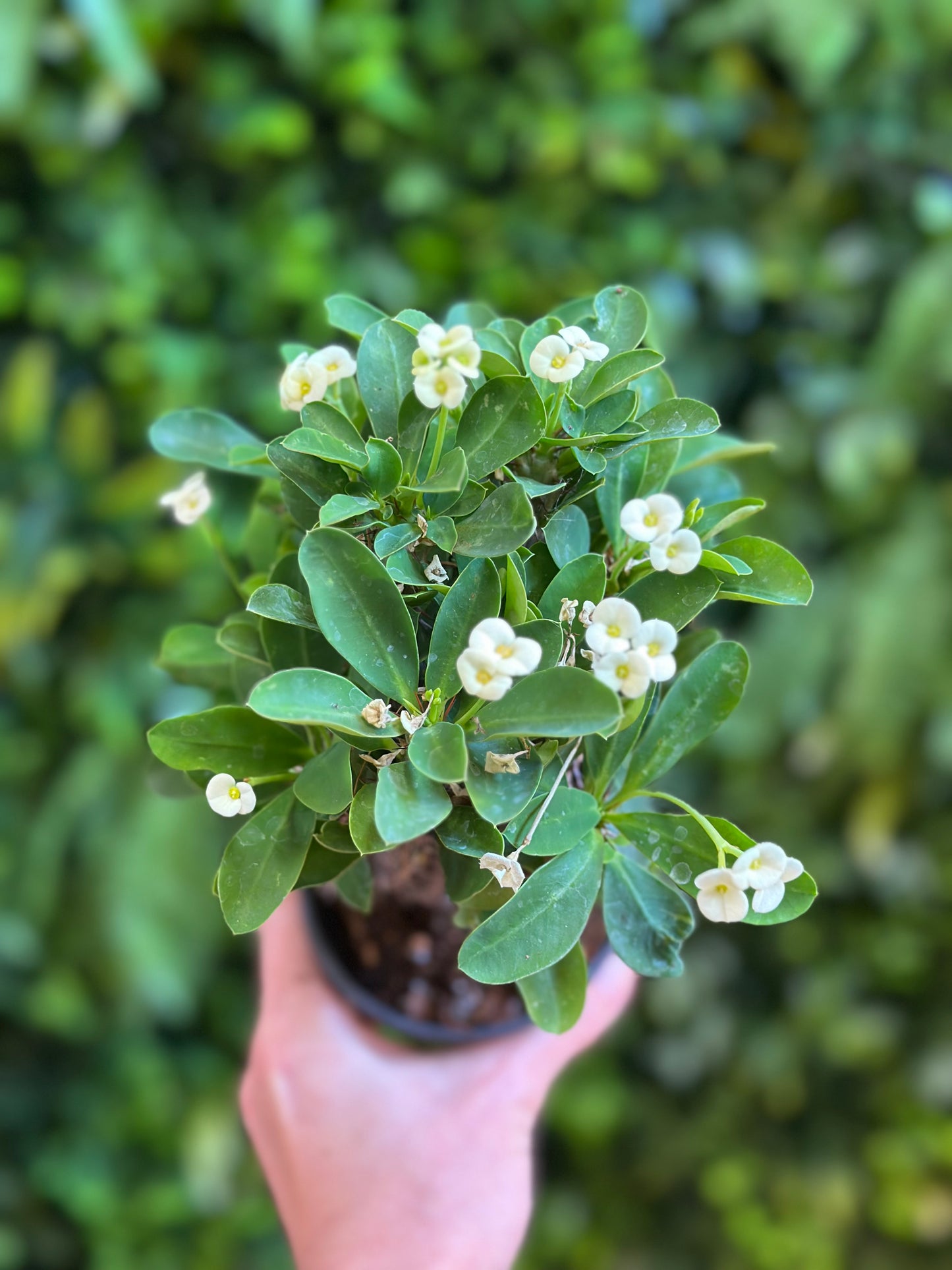 4" Crown of Thorns (Euphorbia milii) — White Flowering