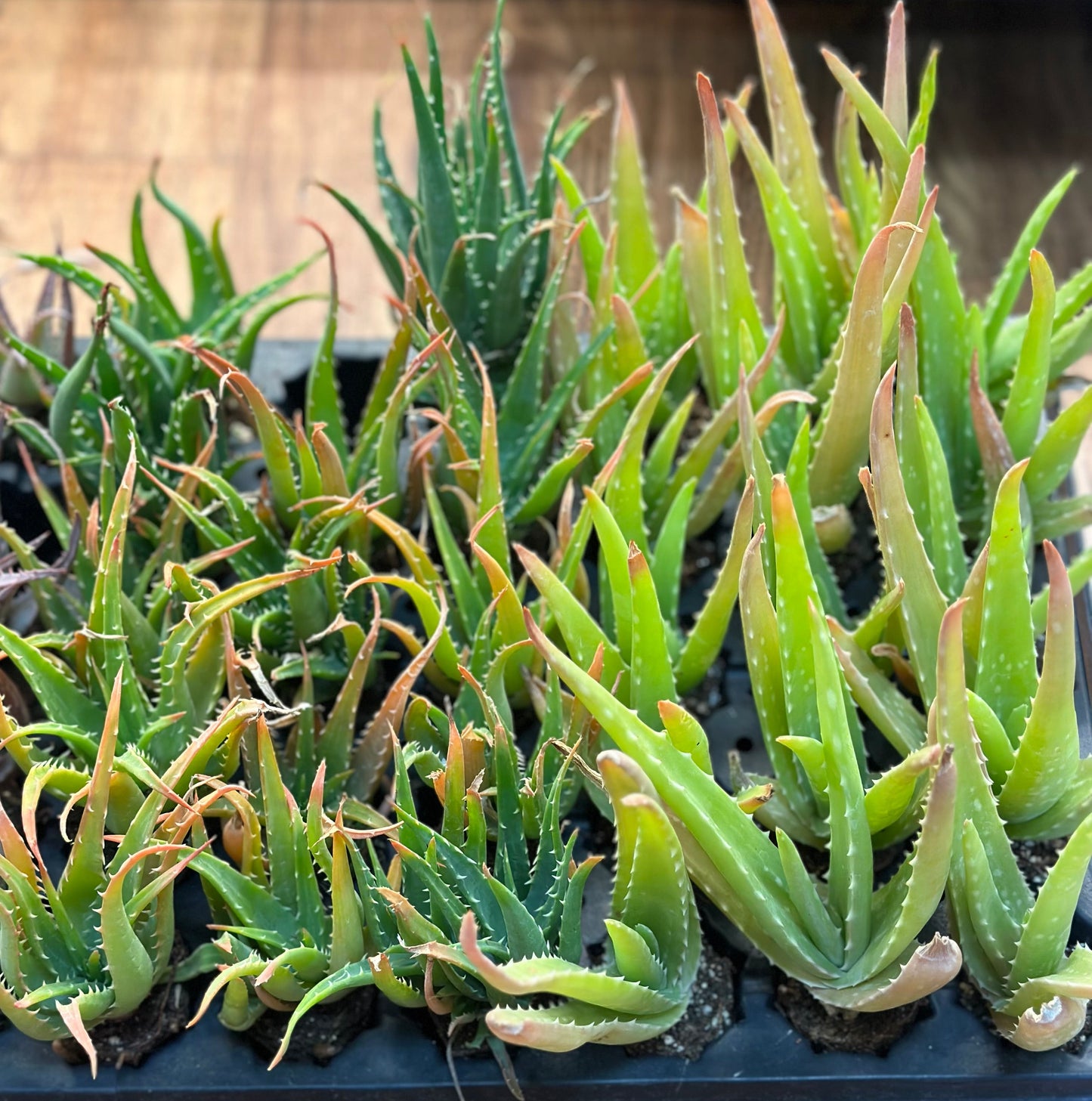 2" Assorted Aloe Plugs (not potted)