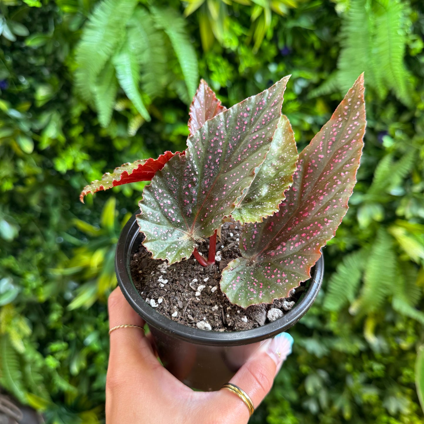 Begonia Pink Spot