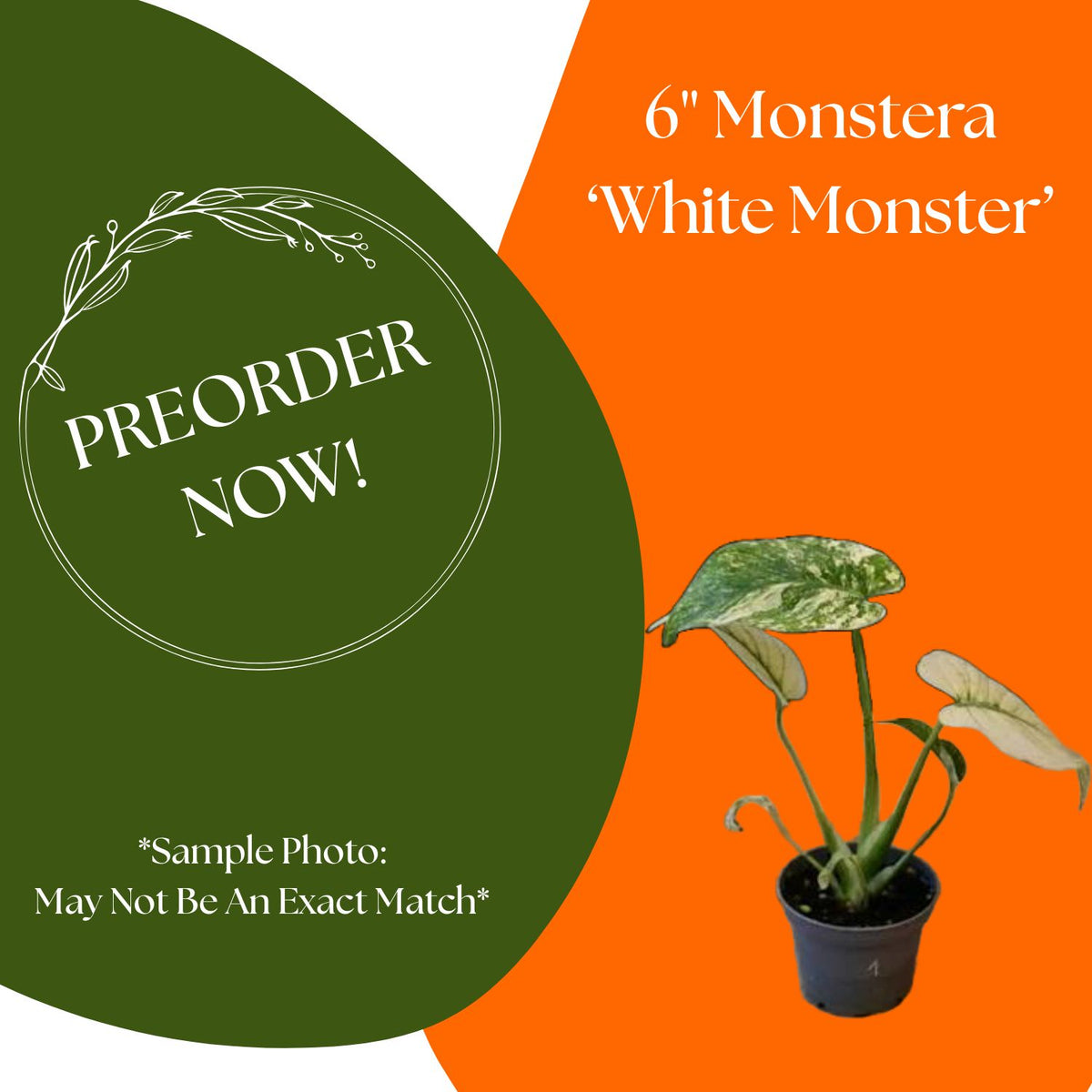 PREORDER: 6" Monstera 'White Monster'