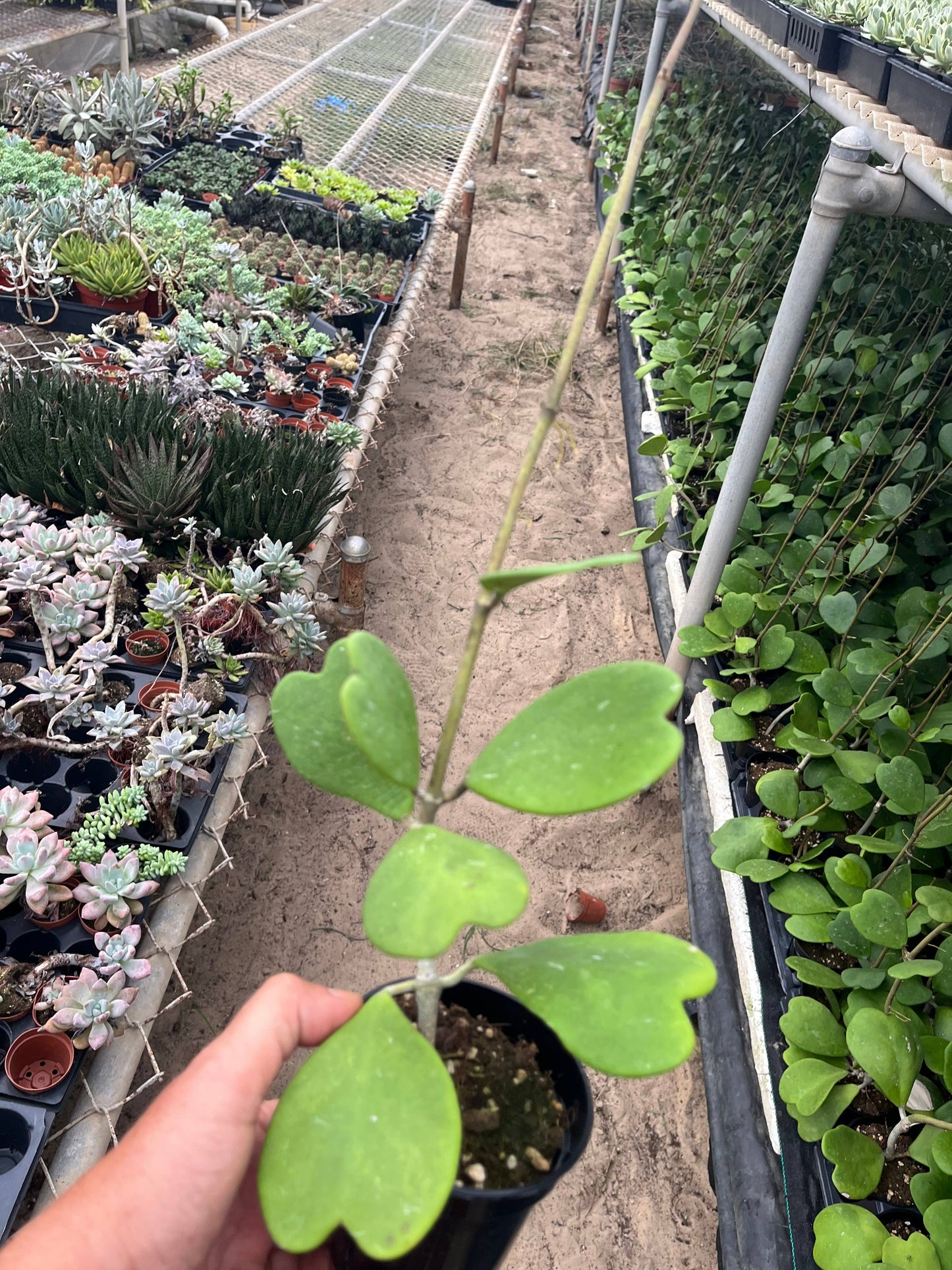 4” Hoya Kerri Vine