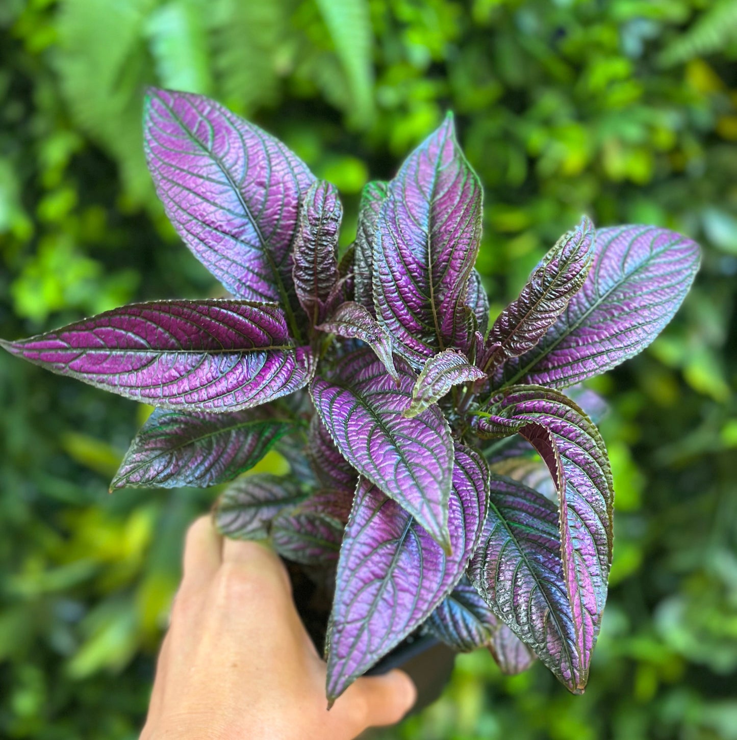 PREORDER: Persian Shield (Strobilanthes dyerianus)