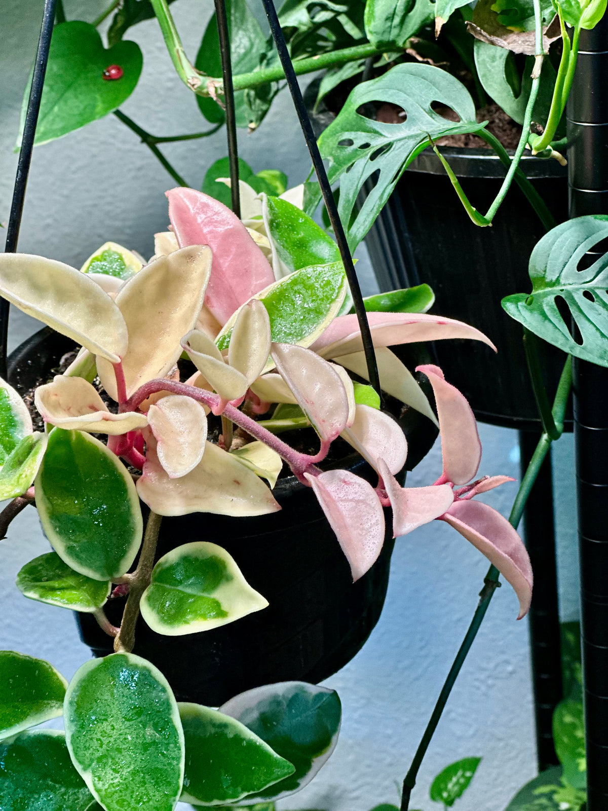 Hoya Carnosa 'Krimson Queen' Hanging Basket