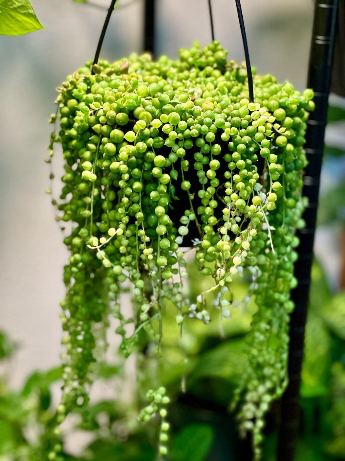 String of Pearls Hanging Basket