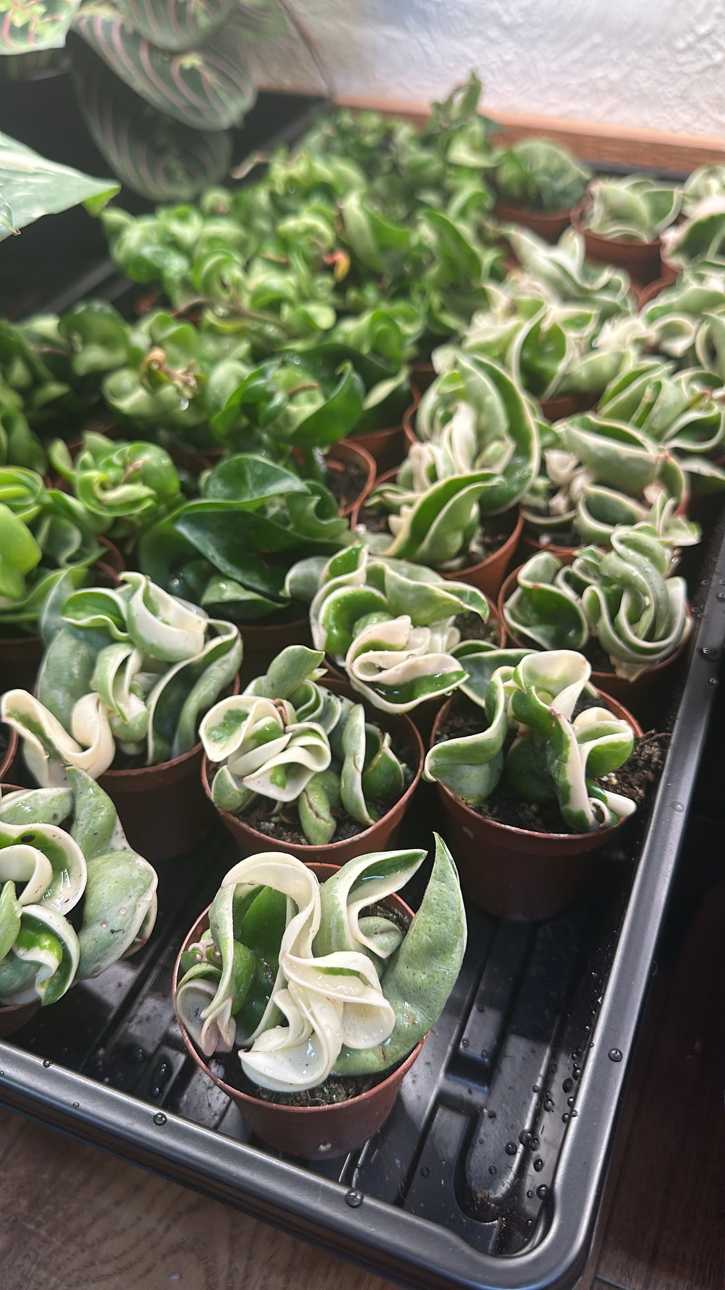 2” Hoya Carnosa 'Compacta' (Rope Hoya)