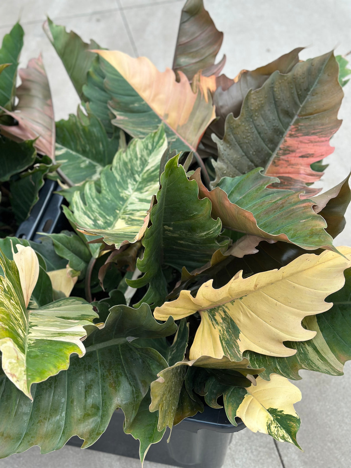 6" Philodendron Caramel Marble
