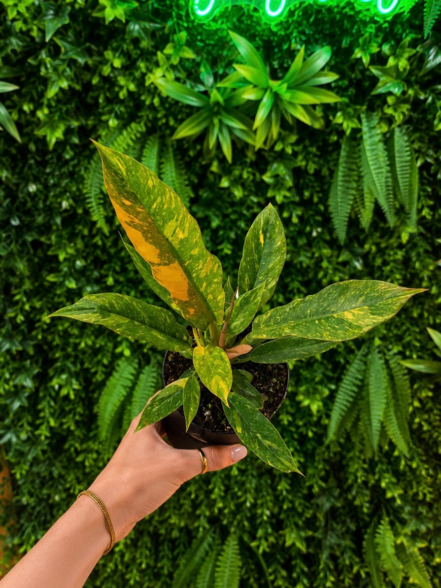 Philodendron Ring of Fire