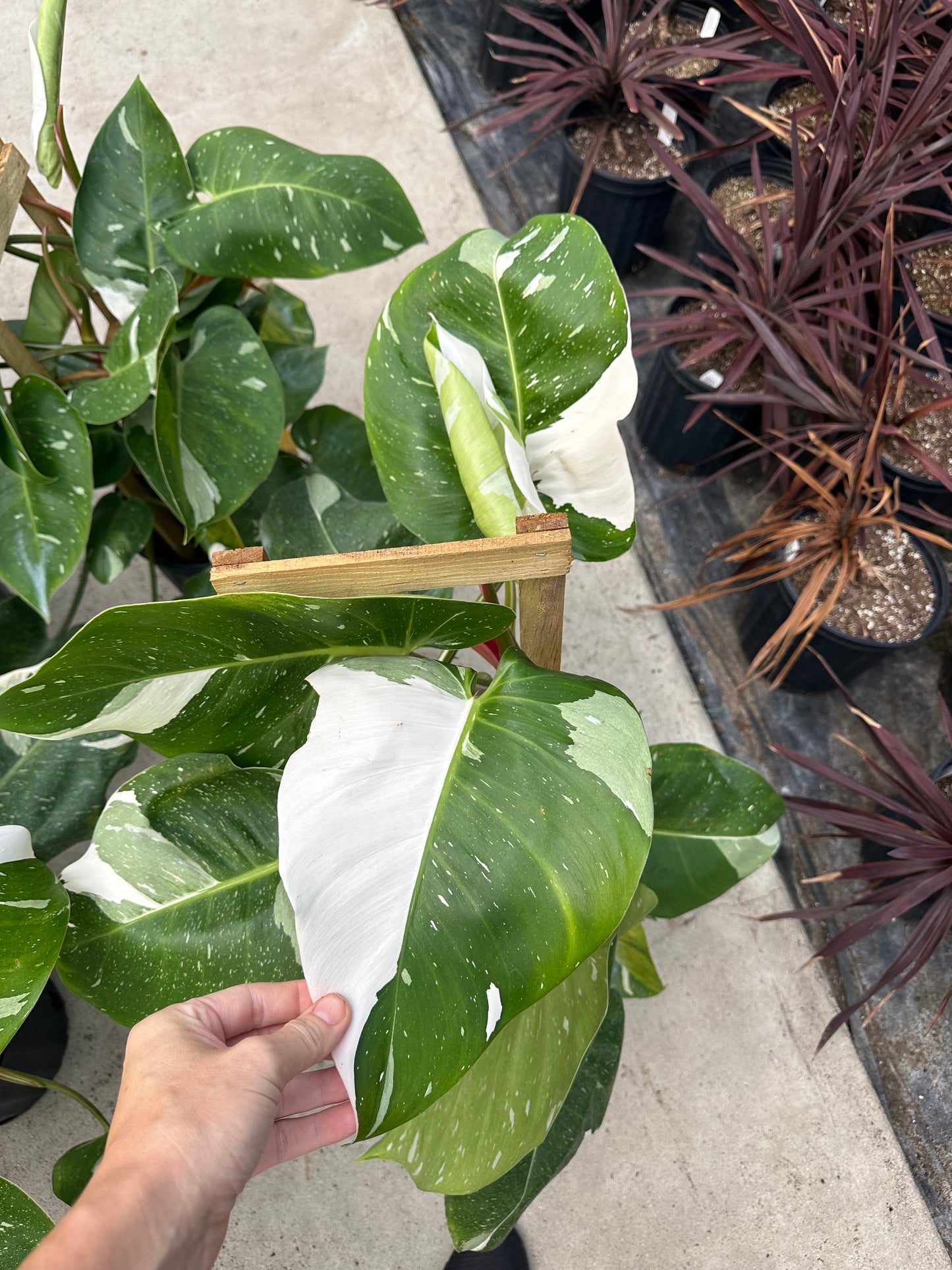 2 gallon Trellised Philodendron 'White Princess' GARAGE SALE ONLY