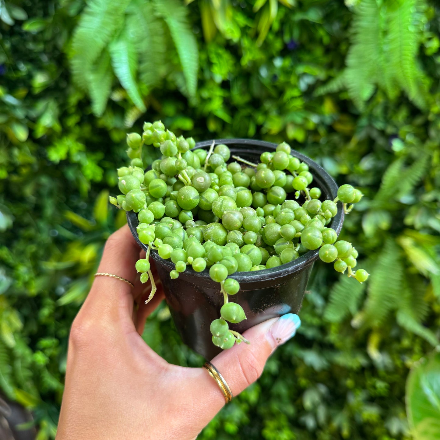 PREORDER: String of Pearls Succulent