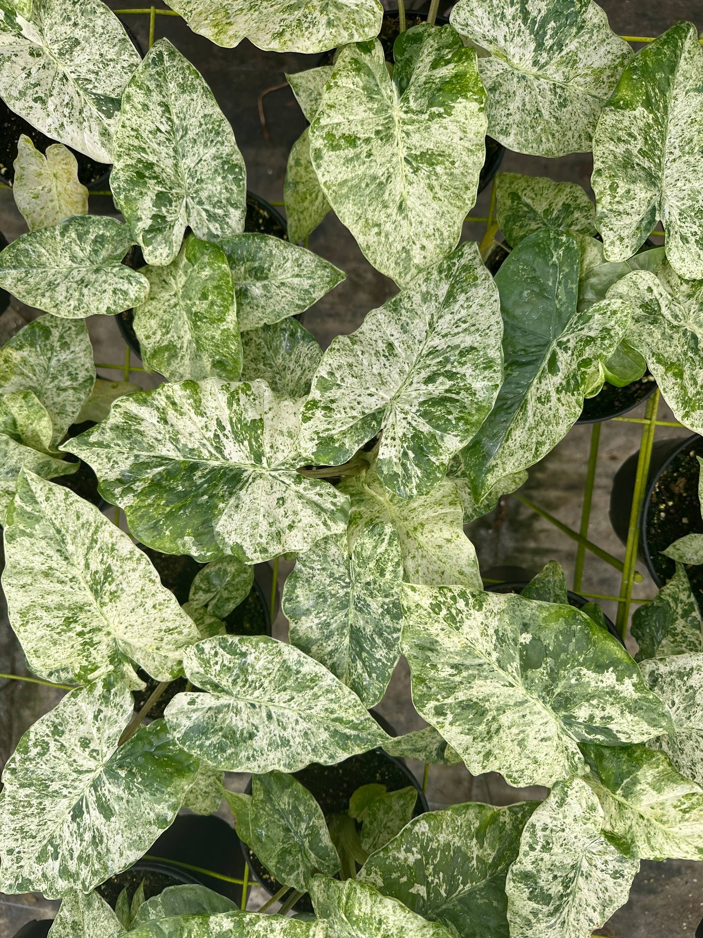 ALOCASIA Blizzard Live Plant 4in - Delete, Added to old Odora Batik Listing