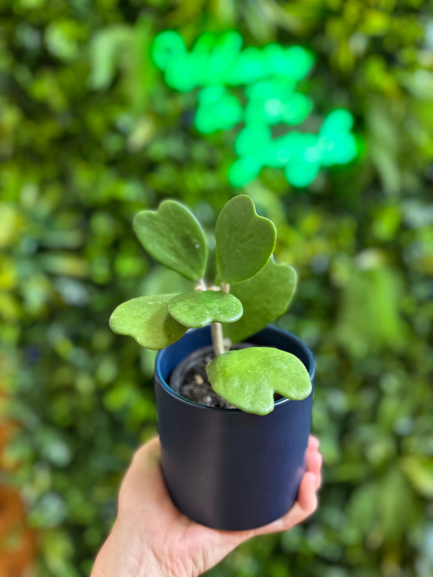 4” Hoya Kerri Heart Vine