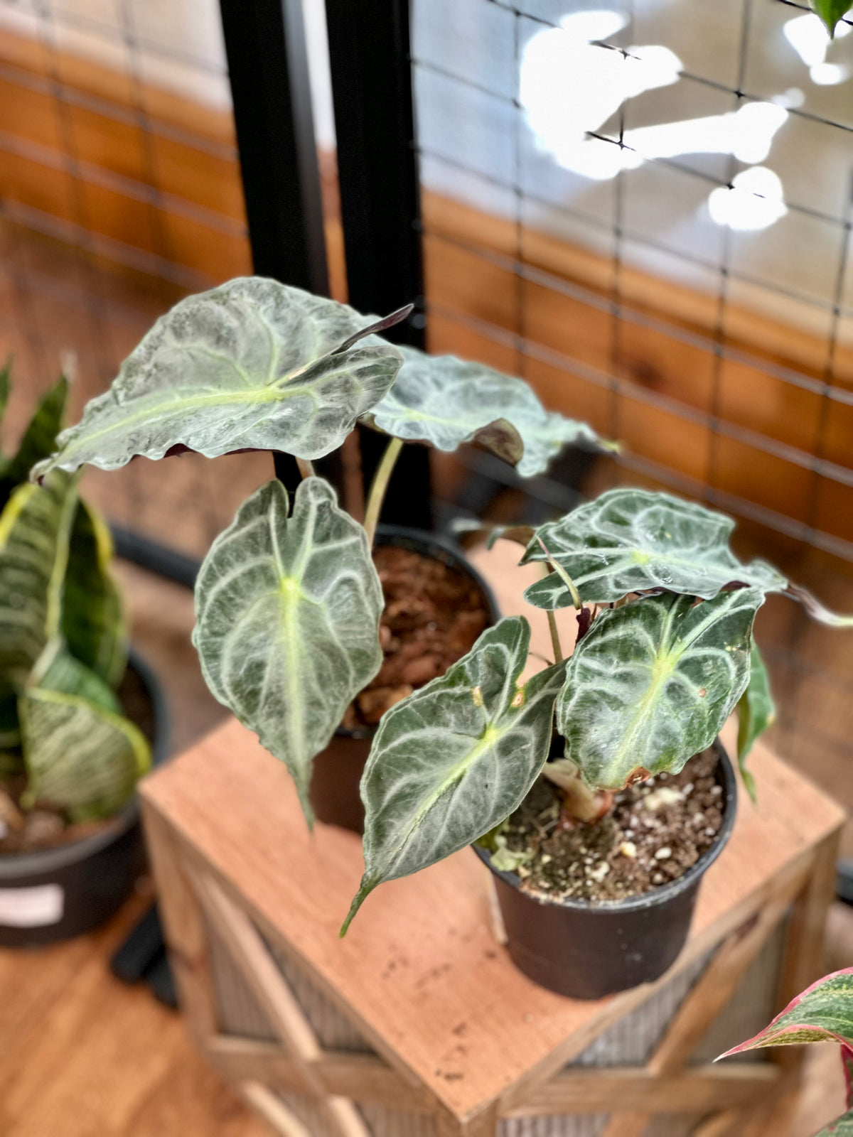 4" Alocasia Venom