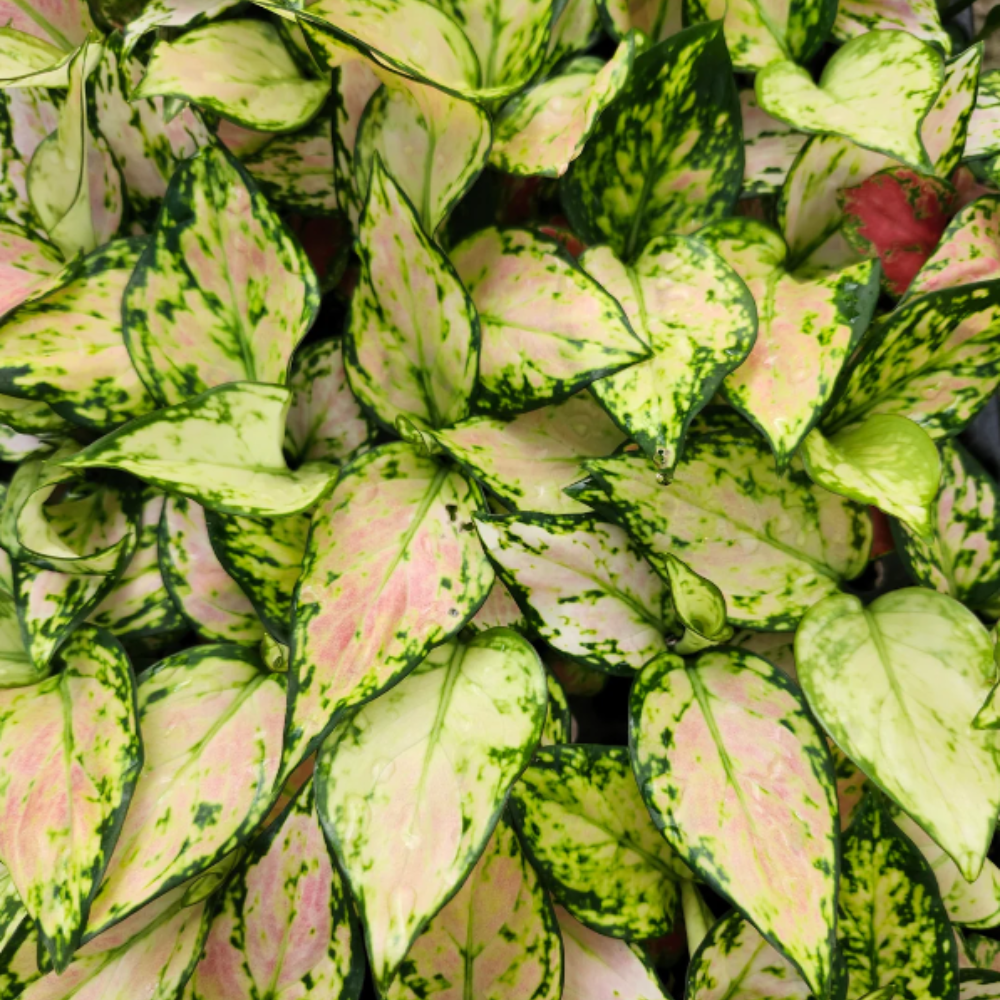 Aglaonema ‘Red Zircon’ (Chinese Evergreen)