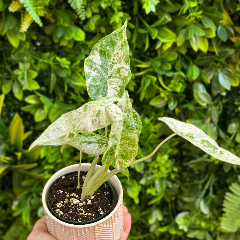 Alocasia ‘Odora Batik’
