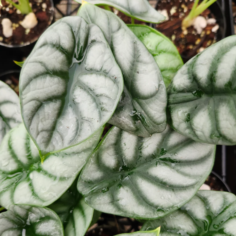 Alocasia ‘Silver Dragon’