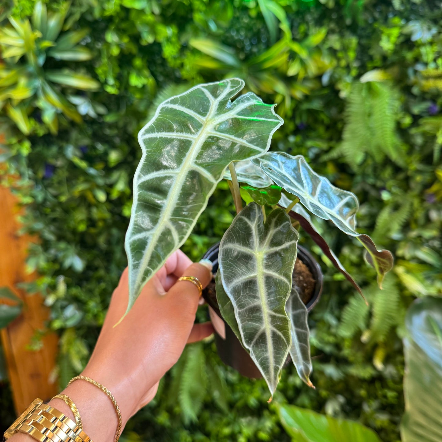 PREORDER: Alocasia 'Polly'