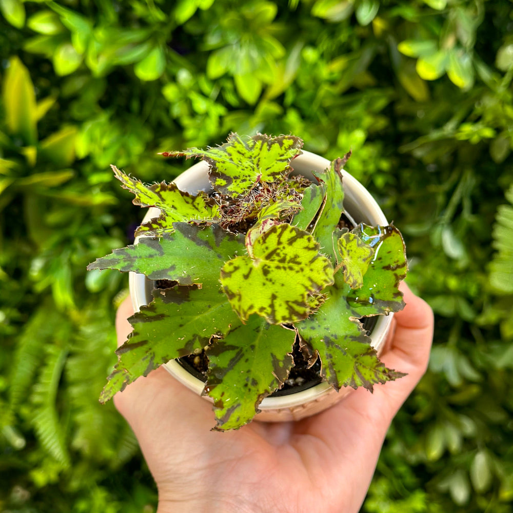 Begonia Geometry