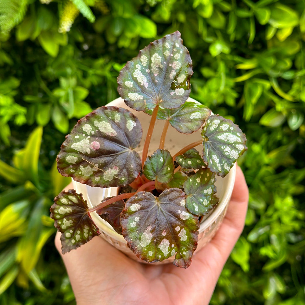 Begonia Madagascar