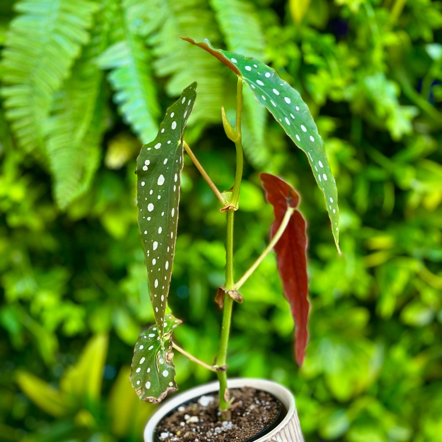 Begonia Maculata (Polka Dot Begonia)