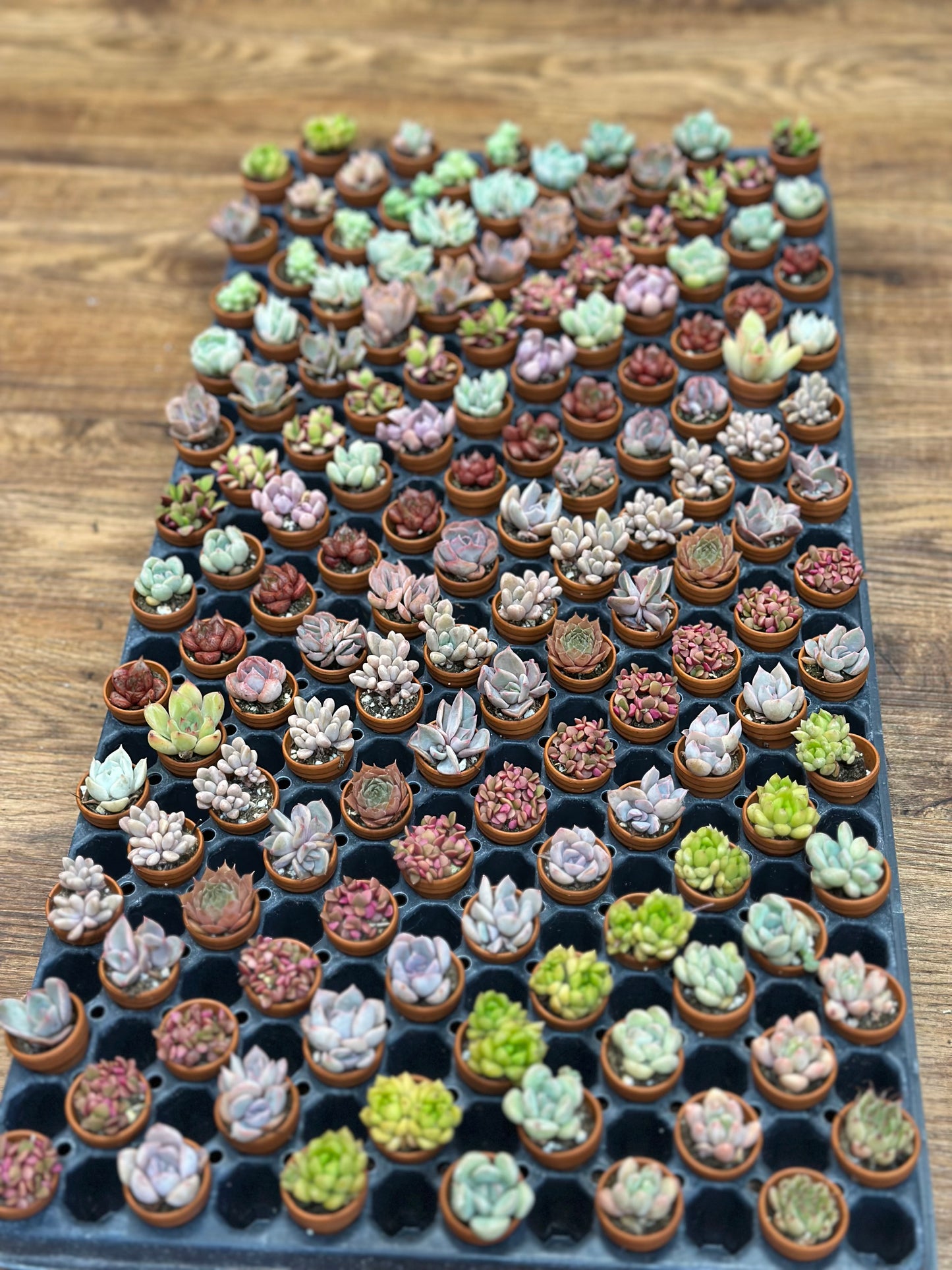 0.5" Thimble - Clay Pots