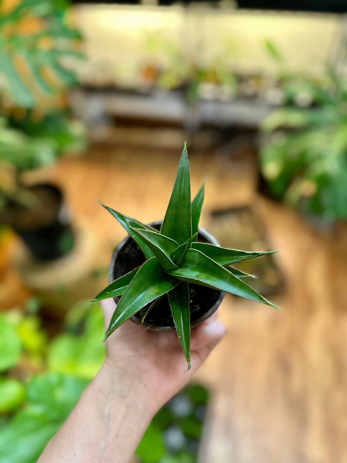 4" Sansevieria 'Tower' BLUE (Snake Plant)
