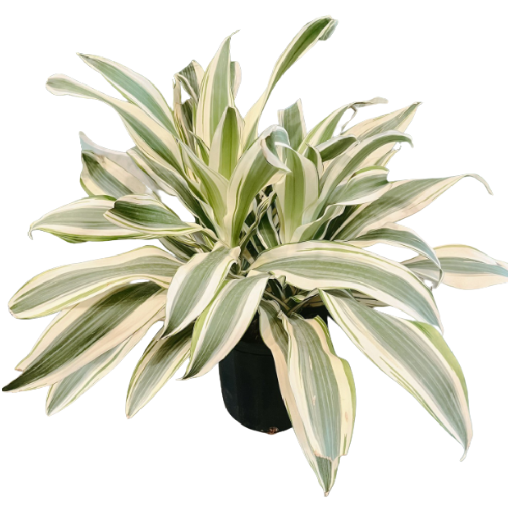 Dracaena ‘White Aspen’