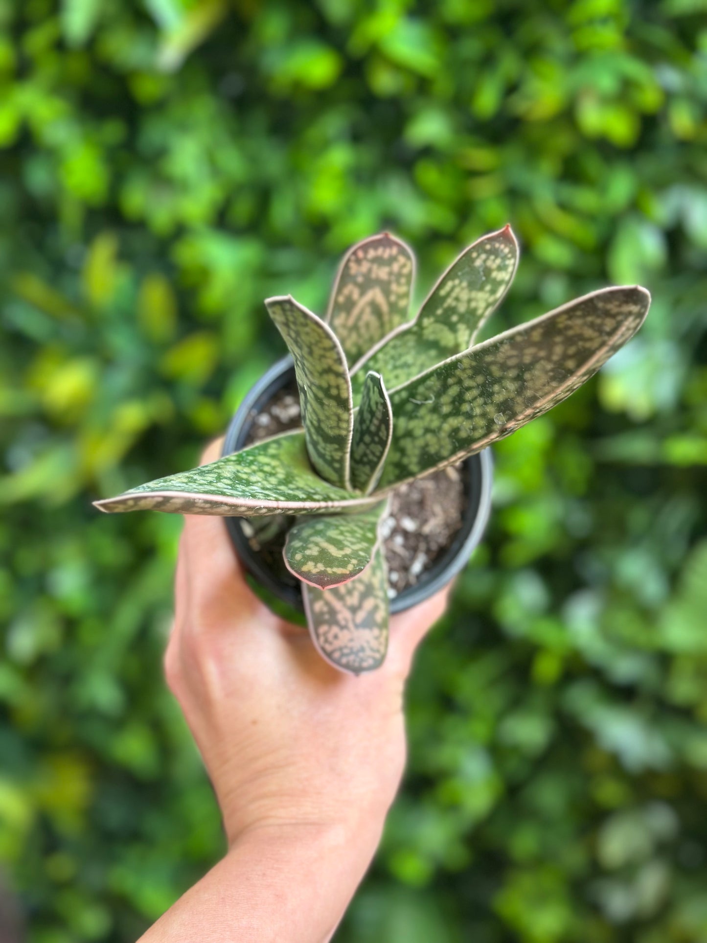4" Gasteria ernesti-ruschi