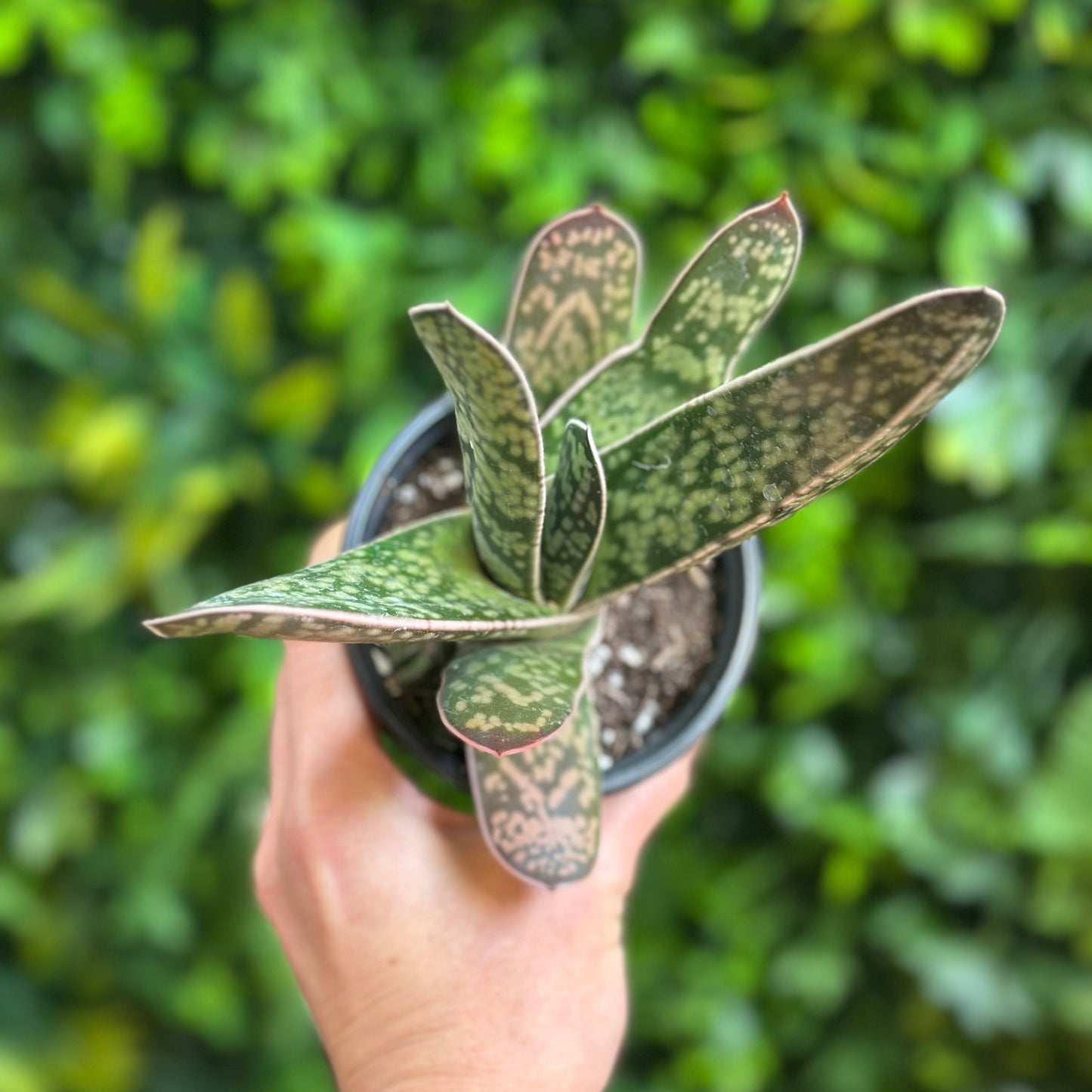 4" Gasteria ernesti-ruschi