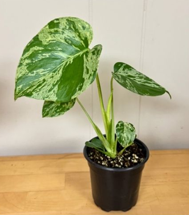 4” Monstera Bulbasaur - PRESALE arrives before Friday 10/23 LIMIT ONE PER PERSON!