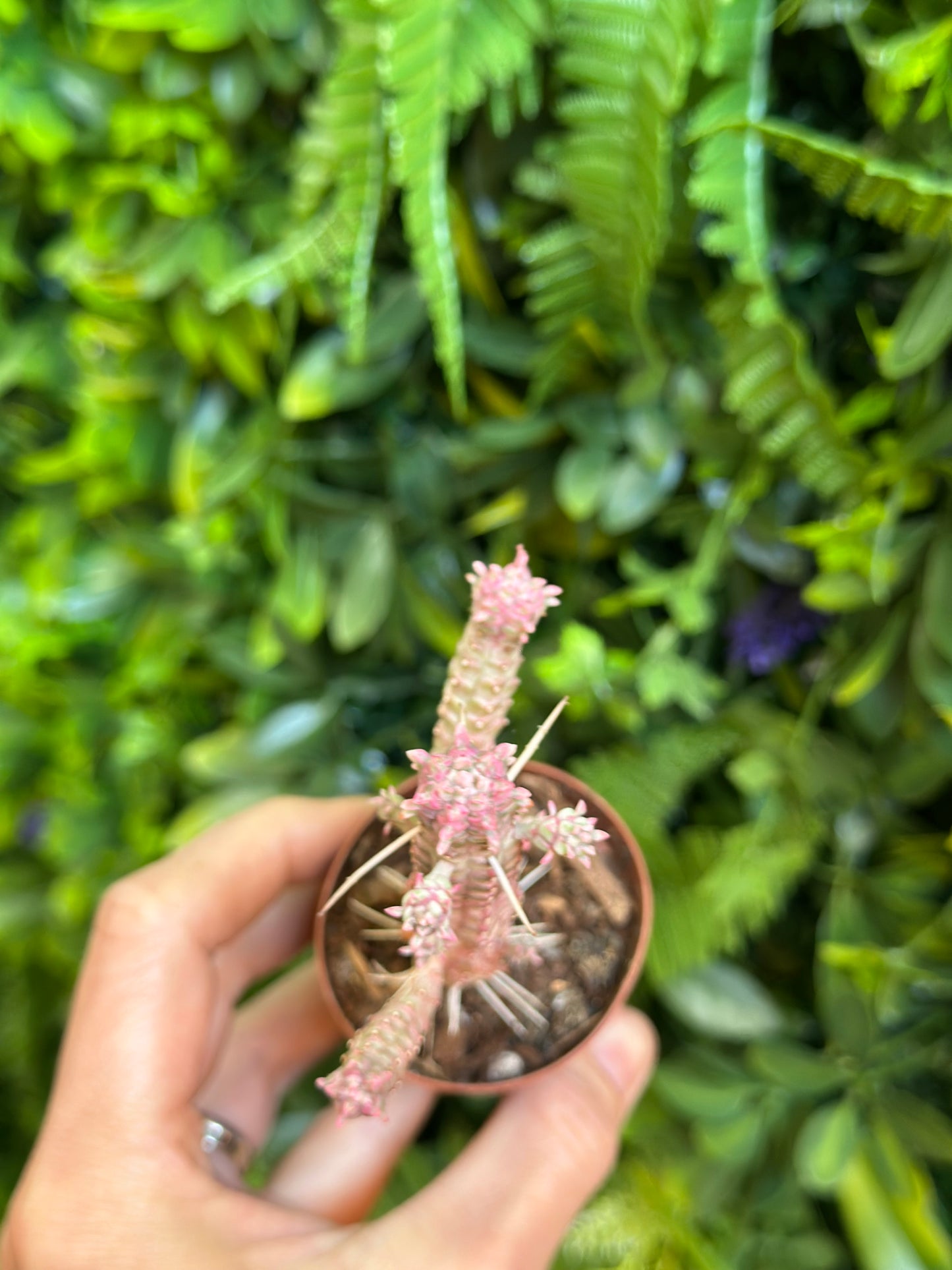 Euphorbia Mammillaris Variegated / Indian Corn Cob