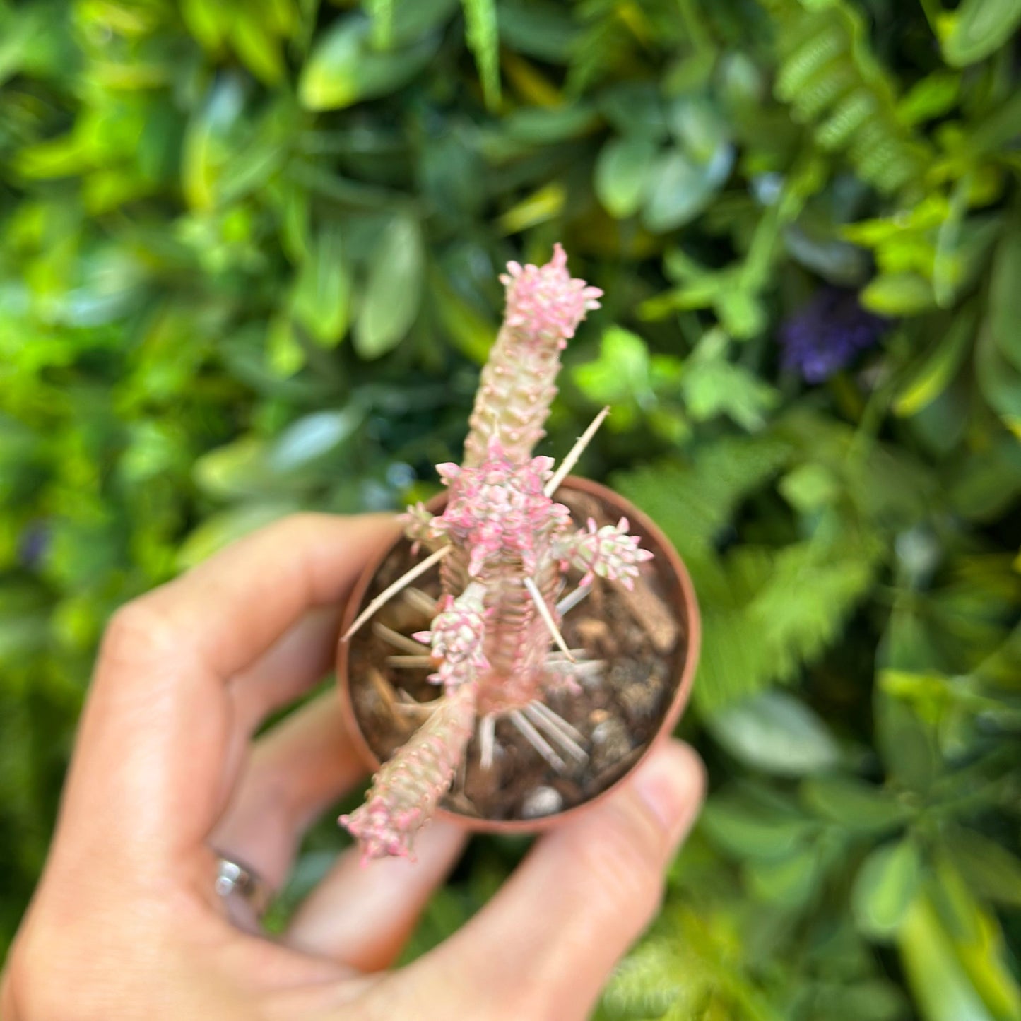 Euphorbia Mammillaris Variegated / Indian Corn Cob