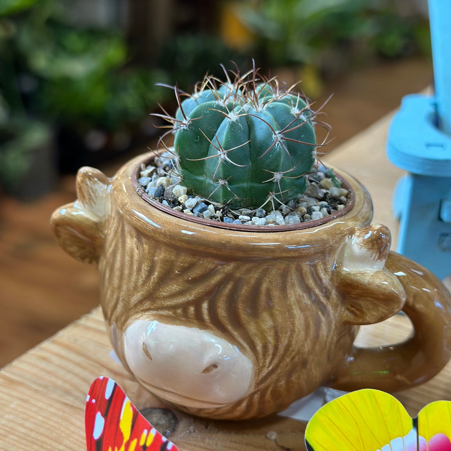 1.5" Cactus Plugs (no pot)