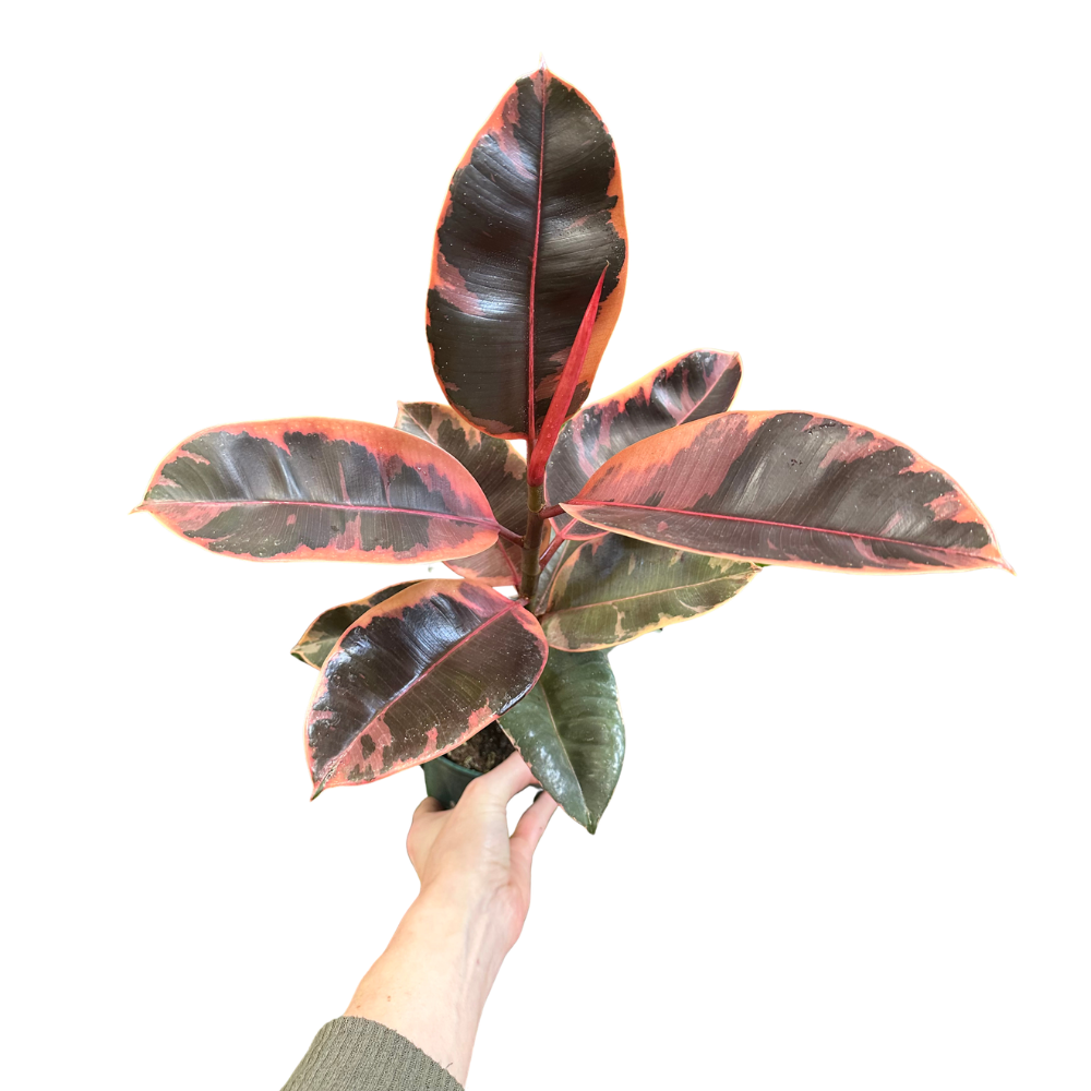 Ficus Elastica ‘Ruby’ (Rubber Plant)