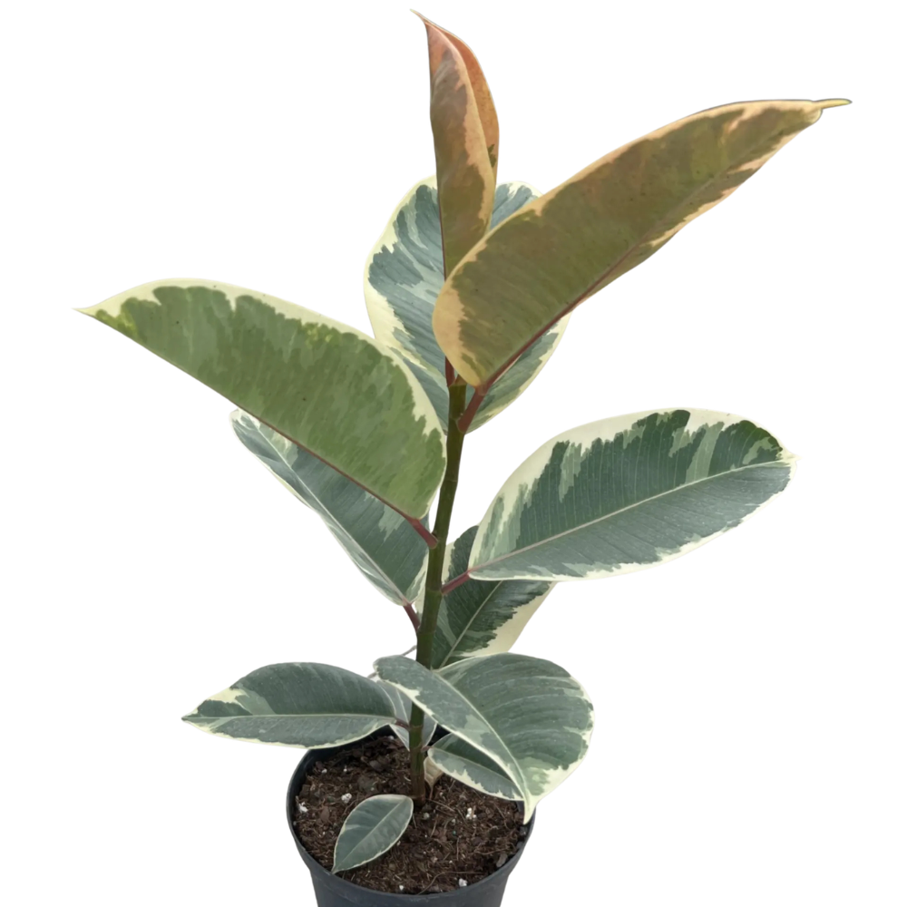 Ficus Elastica ‘Tineke’ (Rubber Plant)