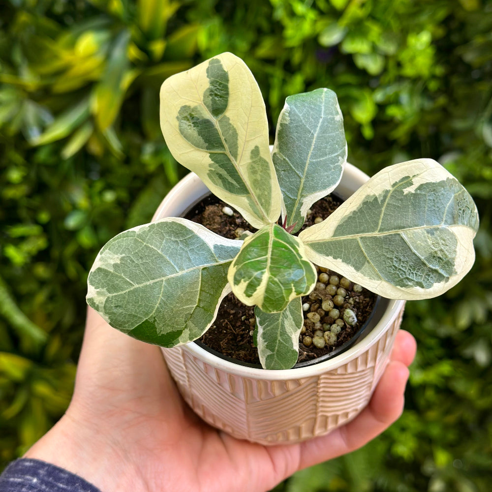 Fiddle Leaf Fig Variegated