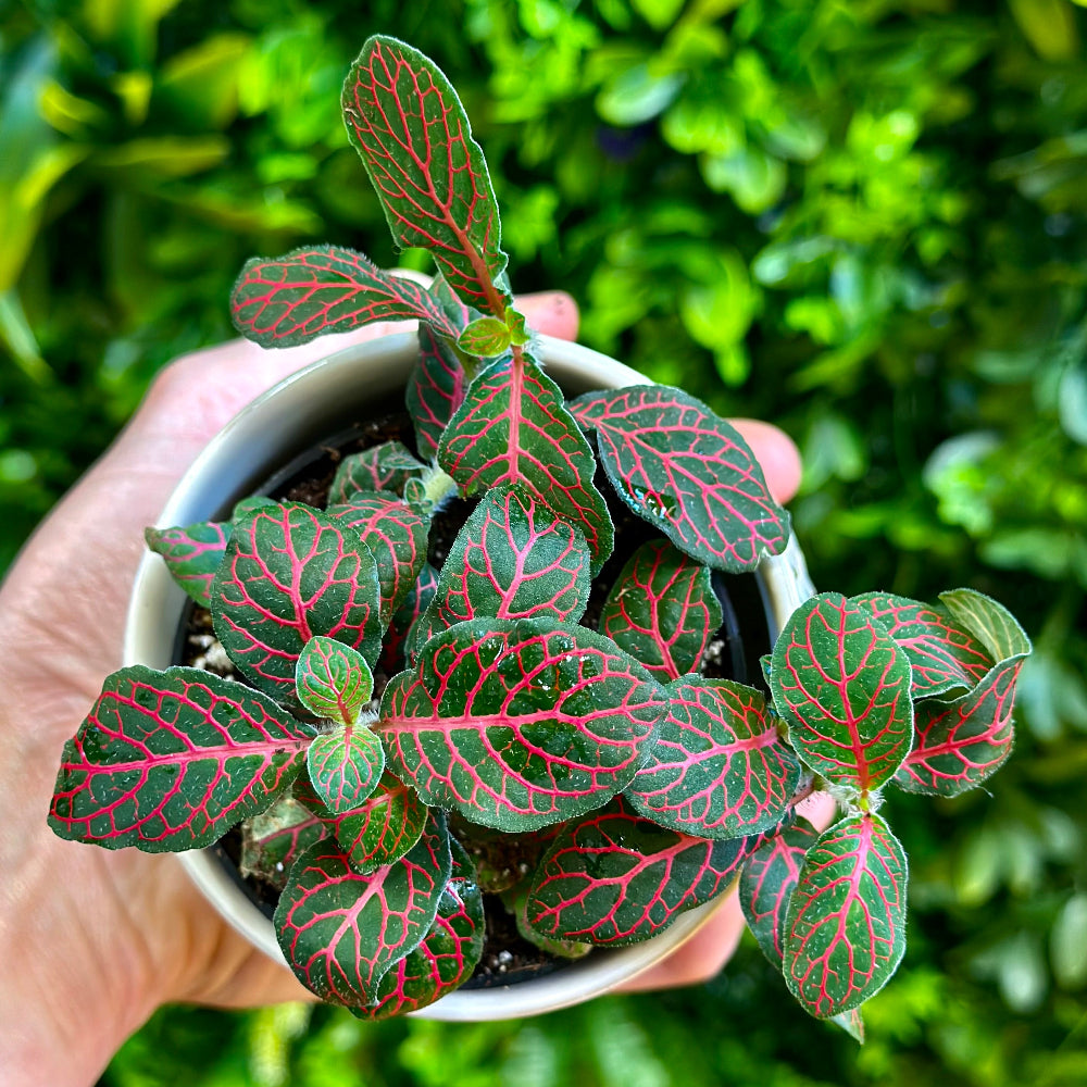 Fittonia ‘Red’ (Nerve Plant)