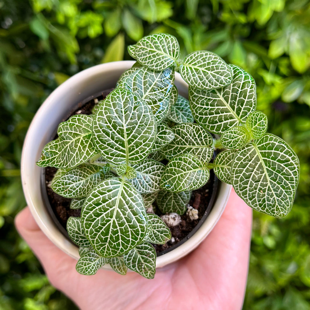 Green Fittonia